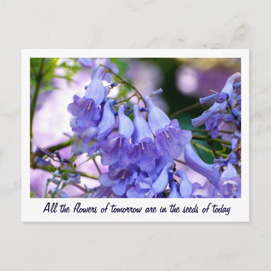 Jacaranda Blossom Briefkaart (Voorkant)
