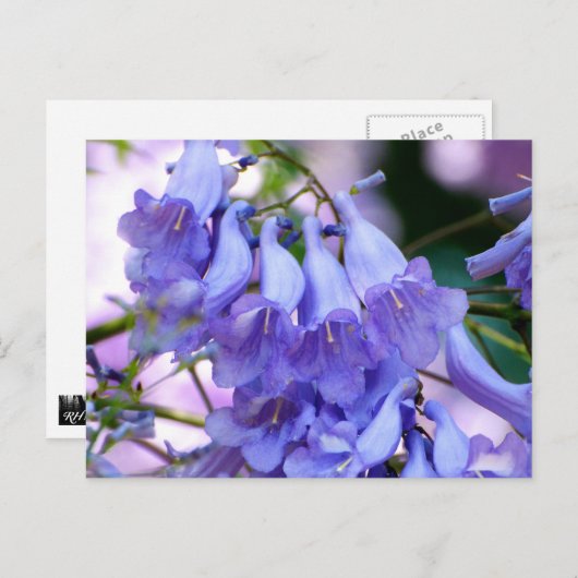 Jacaranda Blossom Briefkaart (Voorkant / Achterkant)