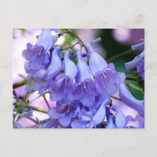 Jacaranda Blossom Briefkaart