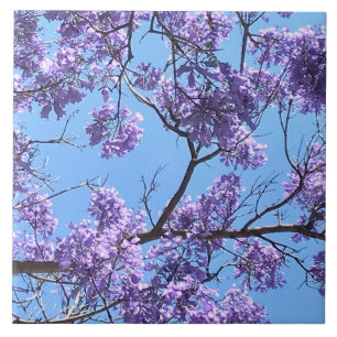 Jacaranda Blossom Tegeltje