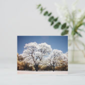 Jacaranda-bomen Briefkaart (Staand voorkant)