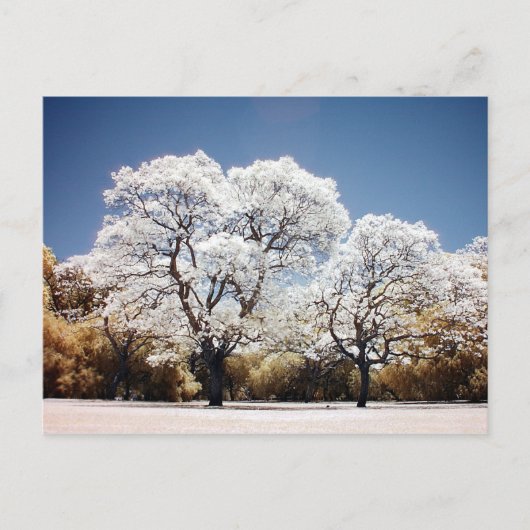Jacaranda-bomen Briefkaart (Voorkant)
