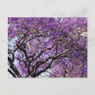 Jacaranda-boom in bloemen in het voorjaar briefkaart