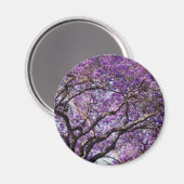 Jacaranda-boom in bloemen in het voorjaar magneet (Voorkant / Achterkant)