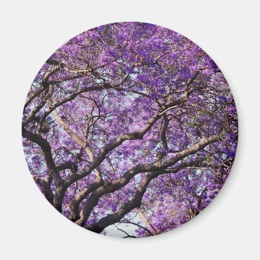 Jacaranda-boom in bloemen in het voorjaar magneet (Voorkant)