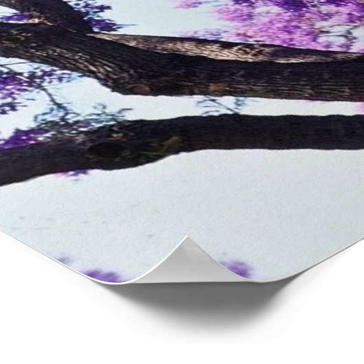 Jacaranda-boom in bloemen in het voorjaar poster (Hoek)