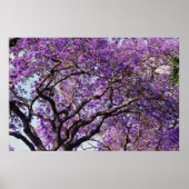 Jacaranda-boom in bloemen in het voorjaar poster (Voorkant)