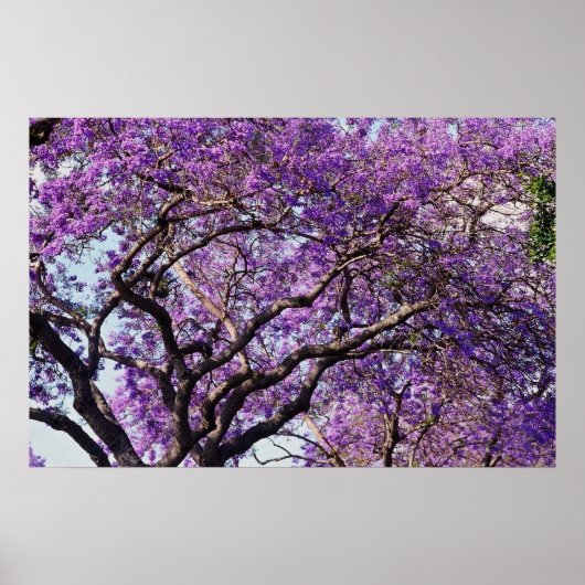 Jacaranda-boom in bloemen in het voorjaar poster (Voorkant)