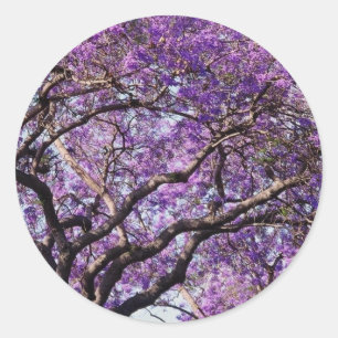 Jacaranda-boom in bloemen in het voorjaar ronde sticker