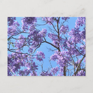 Jacaranda Briefkaart