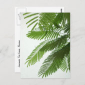 Jacaranda Tree Leaves Briefkaart (Voorkant / Achterkant)