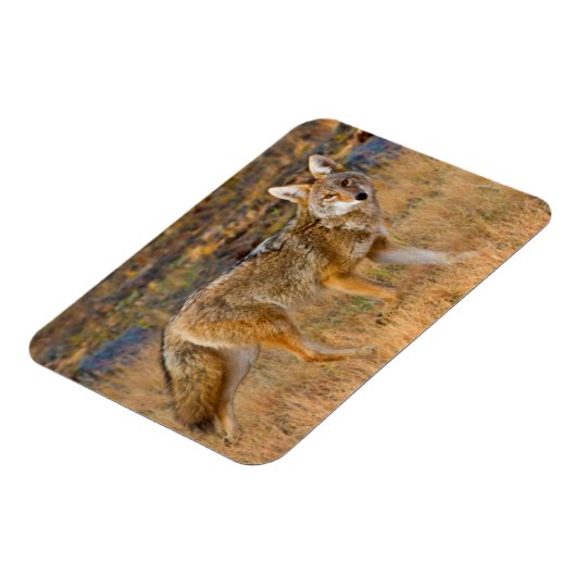 Jacht op coyote (Canis Latrans) Magneet (Linkerzijde)