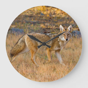 Jacht op Coyotes (Canis Latrans) Grote Klok