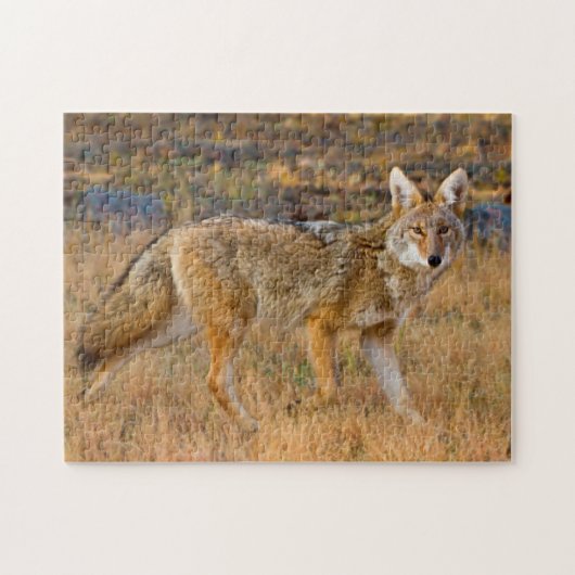 Jacht op Coyotes (Canis Latrans) Legpuzzel (Horizontaal)