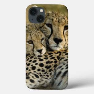 Jachtluipaard, Acinonyx jubatus, met welp in de Ma iPhone 13 Hoesje