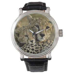 Jachtluipaard, Acinonyx jubatus, met welp in de Ma Horloge