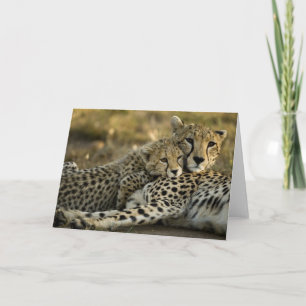 Jachtluipaard, Acinonyx jubatus, met welp in de Ma Kaart