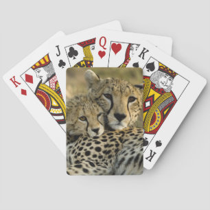 Jachtluipaard, Acinonyx jubatus, met welp in de Ma Speelkaarten