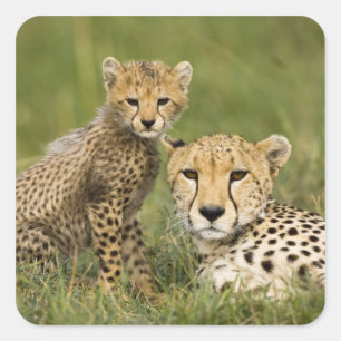 Jachtluipaard, Acinonyx jubatus, met welp Vierkante Sticker