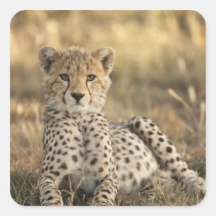 Jachtluipaard, Acinonyx jubatus Vierkante Sticker