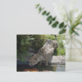 jachtluipaard-b-1 briefkaart (Staand voorkant)