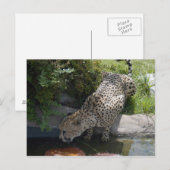 jachtluipaard-b-1 briefkaart (Voorkant / Achterkant)