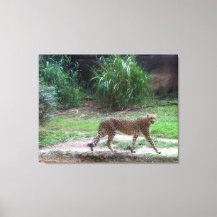 Jachtluipaard Canvas Afdruk