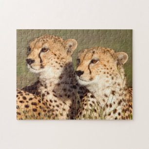 Jachtluipaard Liggend In Gras, Ngorongoro Natuurre Legpuzzel