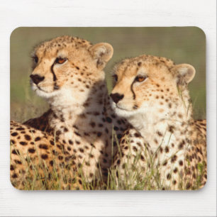 Jachtluipaard Liggend In Gras, Ngorongoro Natuurre Muismat