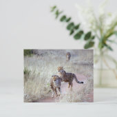 Jachtluipaarden in Namibië Briefkaart (Staand voorkant)