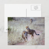 Jachtluipaarden in Namibië Briefkaart (Voorkant / Achterkant)