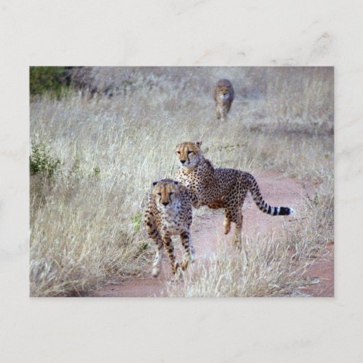 Jachtluipaarden in Namibië Briefkaart (Voorkant)