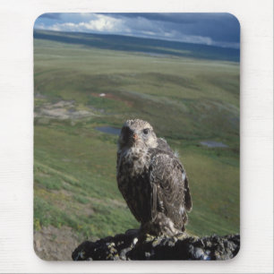 jachtvalk, Falco rusticolus, juveniel Muismat