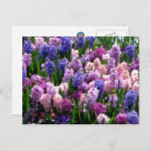 Jacinthe commune florale de carte postale (Devant / Derrière)