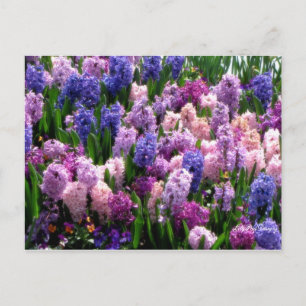 Jacinthe commune florale de carte postale