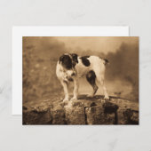 Jack de  Jack Russell Terrier Briefkaart (Voorkant / Achterkant)