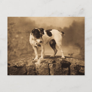 Jack de  Jack Russell Terrier Briefkaart
