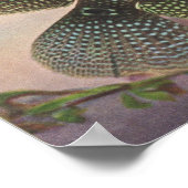 Jack Dempsey - Archocentrus octofasciatus P/folio Poster (Hoek)