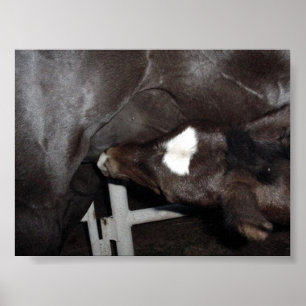 Jack Drink Milk Poster