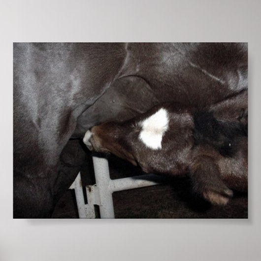 Jack Drink Milk Poster (Voorkant)