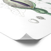 Jack in Pulpit Indian Turnip Wildflower Poster (Hoek)