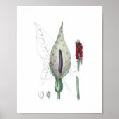 Jack in Pulpit Indian Turnip Wildflower Poster (Voorkant)