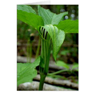 Jack-in-the-pulpit