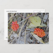 Jack-In-the-Pulpit-Briefkaart Briefkaart (Voorkant / Achterkant)