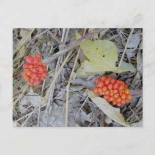 Jack-In-the-Pulpit-Briefkaart Briefkaart