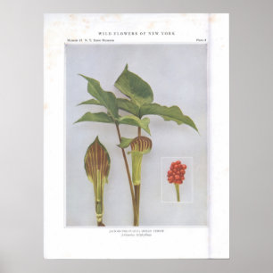 Jack-in-the-Pulpit; Indische Turnip Poster