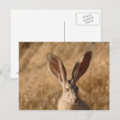 Jack lapin avec grande oreille carte postale photo (Devant / Derrière)