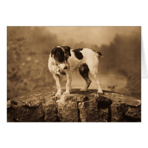 Jack le Jack vintage Russell Terrier