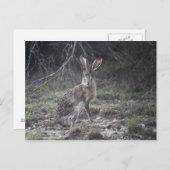 Jack Rabbit Briefkaart (Voorkant / Achterkant)