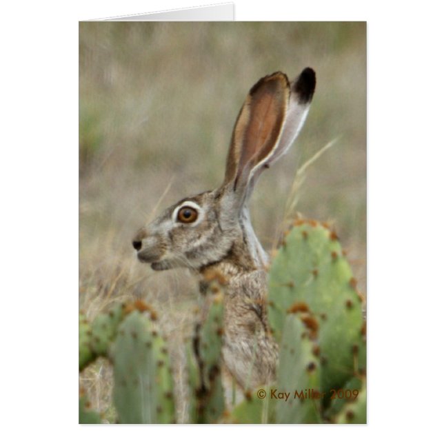 Jack Rabbit - Cactus - 2 - 2009 (Voorkant)